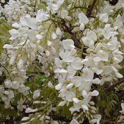 Klimplant Wisteria - Blauwe regen - Tuin Decoratie - Rijkbloeiend Geurend - 50-60 cm - Wit