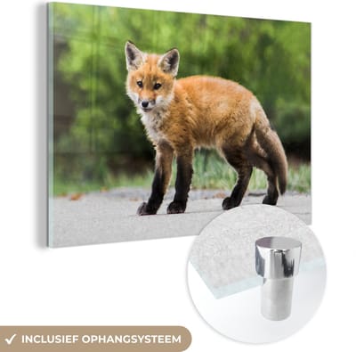 MuchoWow® Glasschilderij 30x20 cm - Schilderij acrylglas - Vos - Puppy - Weg - Foto op glas - Schilderijen