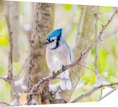 Gards Tuinposter Blauwe Gaai Vogel in de Sneeuw - 160x120 cm - Tuindoek - Tuindecoratie - Wanddecoratie buiten - Tuinschilderij