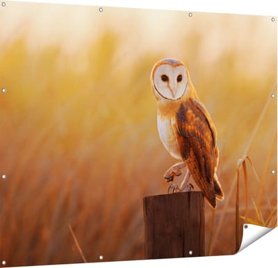 Gards Tuinposter Kerkuil op een Boomstronk - 150x120 cm - Tuindoek - Tuindecoratie - Wanddecoratie buiten - Tuinschilderij