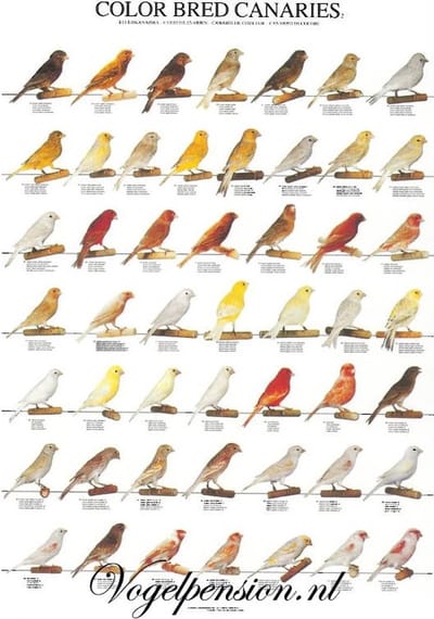 Vogelposter kleurkanaries deel 2 gelamineerd - Vogelposters - Benodigdheden