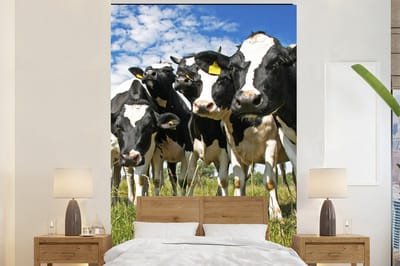Behang - Fotobehang Koeien - Gras - Weiland - Dieren - Breedte 170 cm x hoogte 260 cm