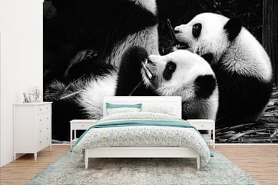 Behang - Fotobehang Panda's - Zwart - Wit - Breedte 400 cm x hoogte 240 cm