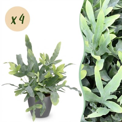 Plantenboetiek.nl | Phlebodium aureum Blue Star - Blauwe Varen - Huisdiervriendelijke Plant - Blauw - 4 Planten - met Potter Grijs - Ø12cm - 25cm hoog - Kamerplant - Arrangement - Plant met pot