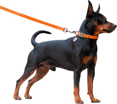 WAUDOG Waterproof Hondenlijn / Hondenriem - Collartex - Oranje - Breedte: 1,5 cm - Lengte: 122 cm