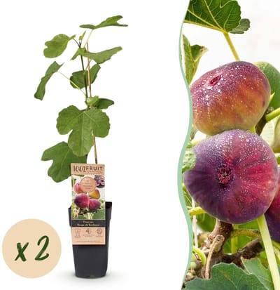 Green boutiQ - Fruitplant - Ficus carica Rouge de Bordeaux - Vijgenboom - Winterhard - Paarse Vrucht - 2 Planten - Pot 15cm - Hoogte 50cm