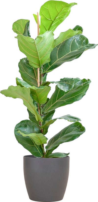 Plantenboetiek.nl | Ficus Lyrata met Viber pot grijs - Ø21cm - 70-80cm hoog - Kamerplant - Groenblijvend