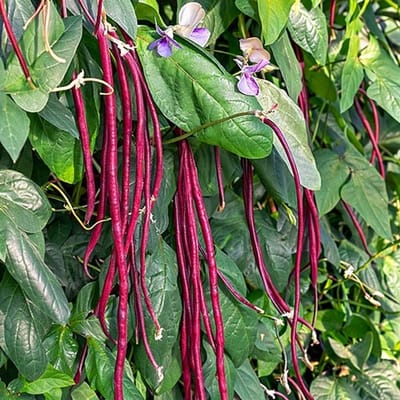 Kouseband zaden - Kouseband Purple Pod