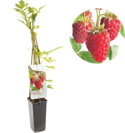 Doornloze herfstframboos Solu (Rubus idaeus) - frambozenstruik - frambozenplant - kleinfruit - hoogte ca. 60 cm - potmaat Ø11cm