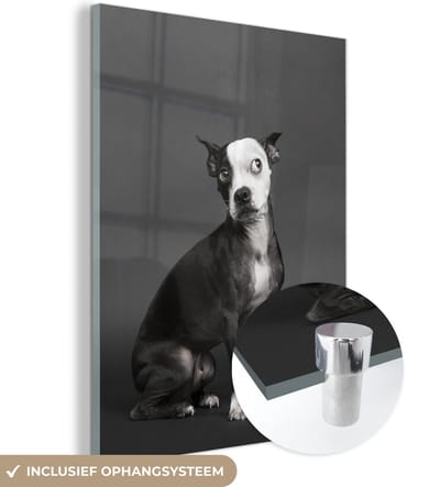 MuchoWow® Glasschilderij 120x160 cm - Schilderij acrylglas - Hond - Vlek - Portret - Foto op glas - Schilderijen