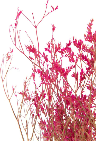 J-Line droogbloemen - Bundel Gedroogde Gypsophilia - riet - fuchsia - 12 stuks