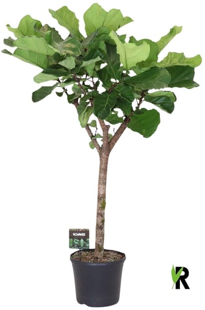 Ficus Lyrata op stam 170 cm - Kamerplant - Potmaat Ø35 cm