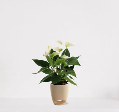 Anthurium Wit in sierpot Jip vanille – bloeiende kamerplant – flamingoplant – 40-50cm - Ø13 – geleverd met plantenpot – vers uit de kwekerij