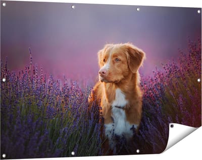 Gards Tuinposter Retriever Hond tussen de Lavendel Bloemen - 120x80 cm - Tuindoek - Tuindecoratie - Wanddecoratie buiten - Tuinschilderij
