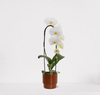 Phalaenopsis Cascade wit in sierpot Naemi Terra – bloeiende witte Orchidee – kamerplant - 50-65cm - Ø13 – grootbloemig – geleverd met plantenpot – vers uit de kwekerij