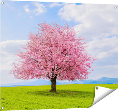 Gards Tuinposter Roze Sakura Bloesem Boom in het Groene Veld - 100x80 cm - Tuindoek - Tuindecoratie - Wanddecoratie buiten - Tuinschilderij