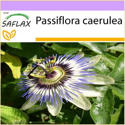 SAFLAX - Passiebloem - 25 zaden - Passiflora caerulea