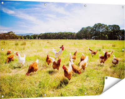 Gards Tuinposter Kippen in het Gras - 120x80 cm - Tuindoek - Tuindecoratie - Wanddecoratie buiten - Tuinschilderij