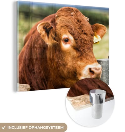 MuchoWow® Glasschilderij 160x120 cm - Schilderij acrylglas - Schotse Hooglander - Berg - Hek - Foto op glas - Schilderijen