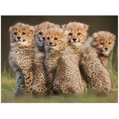 5D Diy volledige ronde diamant borduurwerk mozaïek dier diamant schilderij drie luipaard welp kruissteek 20X30CM beige