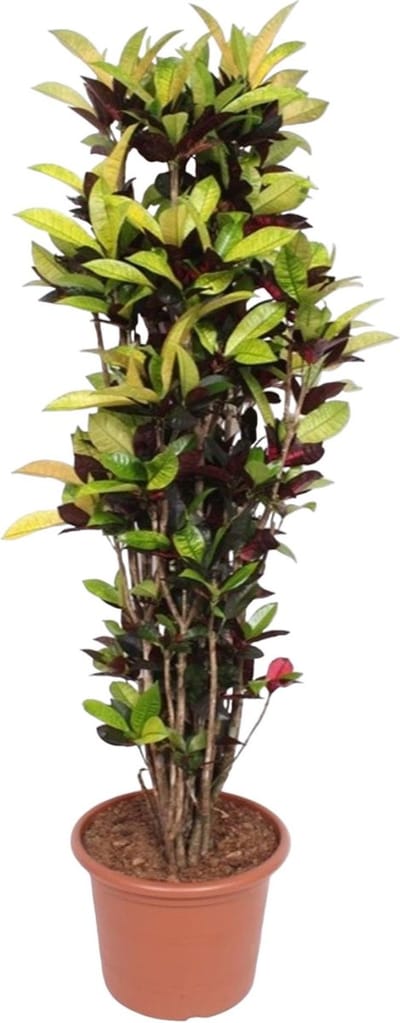 Wonderstruik Croton Iceton 1.9 meter hoge kamerplant - Tropisch en Kleurrijk
