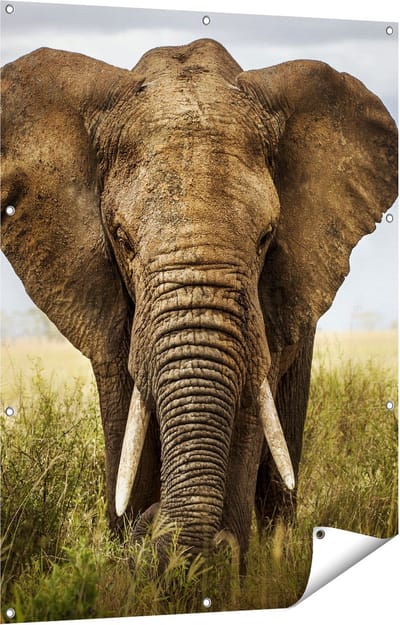 Gards Tuinposter Olifant in het Wild - Kleur - 90x120 cm - Tuindoek - Tuindecoratie - Wanddecoratie buiten - Tuinschilderij