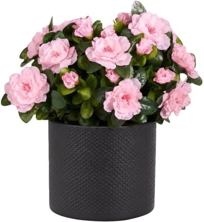 Mica Decorations Kunstplant - Azalea roze - H31 cm - in antraciet bloempot - keramiek - complete set van pot en plant - decoratie stuk
