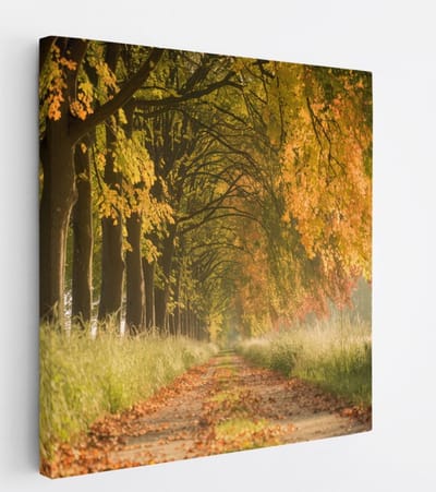 Saammp Canvas Schilderij - Bospad - Nederland - Landschap - Natuur - 20x20 - Foto op canvas - Wanddecoratie - Muurdecoratie Woonkamer - Slaapkamer decoratie - Canvas Print