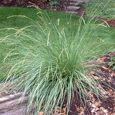 6 x Festuca Mairei - Zwenkgras pot 9x9cm - Elegantie in Grijsgroen