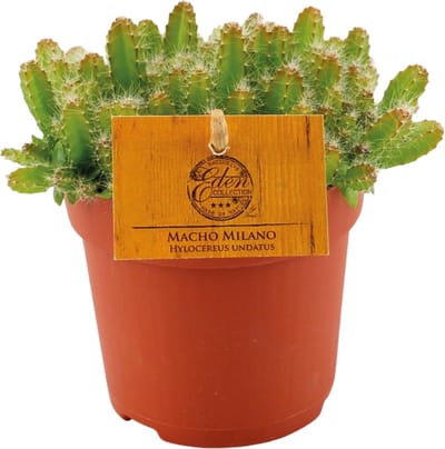 Plantenboetiek.nl | Hylocereus Undatus - Ø11cm - 15cm hoog - Kamerplant - Groenblijvend