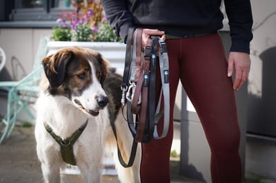 Annyx Hondenriem-RUN FUN- BRUIN -hondenlijn -jogging-hardlopen-sportlijn -heuplijn -200cm