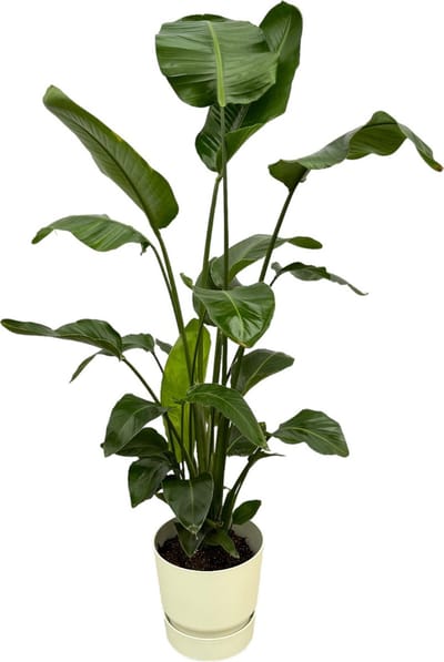 Plantenboetiek.nl | Strelitzia Nicolai inclusief elho Greenville Round wit - Ø30cm - 150-160cm hoog - Kamerplant - Complete set - Plant met pot