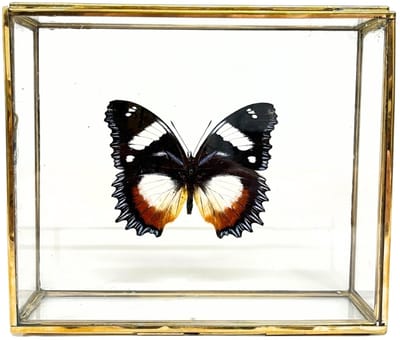 Vlinder - Hypolimnas dexithea in elegante glazen kistje met gouden rand