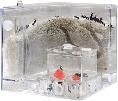 Mierenboerderij Nest - Mierencolonie Habitat - Gedrag Observeren - Natuurlijke Omgeving Simulatie - 11x11x11cm - Transparant