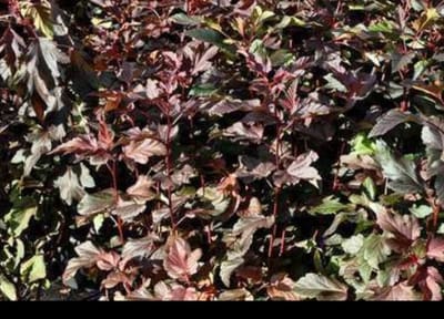 2 x Physocarpus opulif. 'Diable d'or'® ( 'mindia'®) - Blaasspirea, Sneeuwbalspirea 40- 60 cm in pot