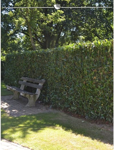 Laurier Prunus Herbergii 80-100 cm, 15x Haagplant