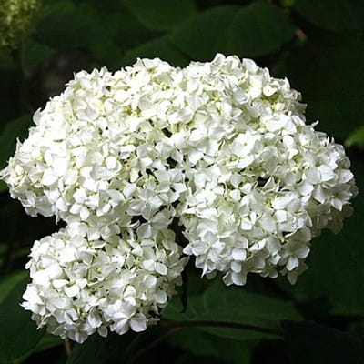 Hydrangea Paniculata 'Praecox' - Pluimhortensia - 40-50 cm pot: Vroegbloeiende hortensia met witte bloempluimen.
