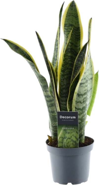 Trendyplants - Sansevieria Laurentii - Vrouwentong - Kamerplant - Hoogte 35-55 cm - Potmaat Ø12cm