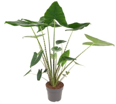Alocasia Zebrina - Hoogte 100cm - Pot 24cm