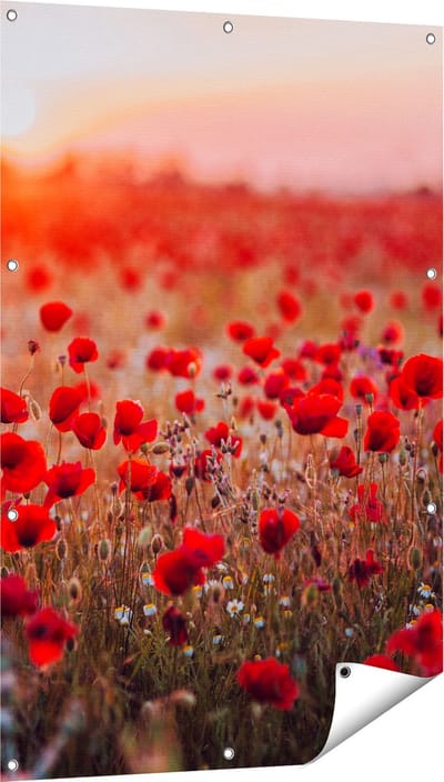 Gards Tuinposter Rode Klaprozen Bloemenveld Zonsondergang - 80x120 cm - Tuindoek - Tuindecoratie - Wanddecoratie buiten - Tuinschilderij