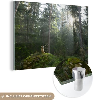 MuchoWow® Glasschilderij 30x20 cm - Schilderij acrylglas - Hond - Bos - Rots - Foto op glas - Schilderijen