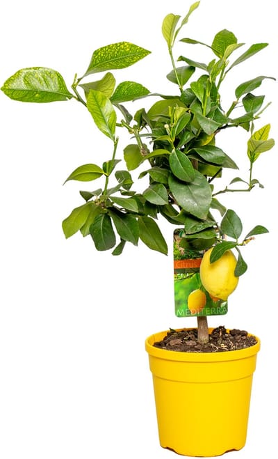 Bloomique - Citrus Limon - Citroen - Citroenboom - Citrusboom - Fruitboom - Tuinplanten - Hoogte 50-70 cm - Pot 19 cm