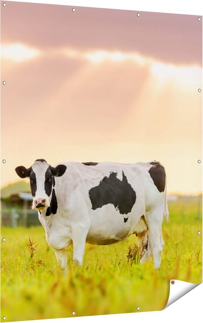 Gards Tuinposter Zwart Wit Koe in de Wei bij Zonsopkomst - 120x160 cm - Tuindoek - Tuindecoratie - Wanddecoratie buiten - Tuinschilderij
