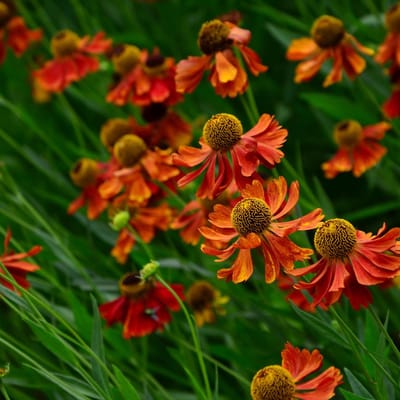 Zonnekruid (Helenium hybr. Moerheim Beauty) - Moerheim Beauty - Helenium (Potplant) - Vaste planten - Bijen-Vlinders - Snijbloemen
