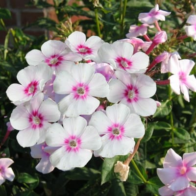 Vlambloem (Phlox paniculata) - Europa - Vaste planten - Snijbloemen - Zomerbollen - bloeit in Juli / Augustus