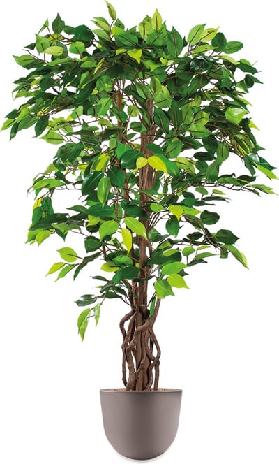 Kunstplant Ficus in Eggy taupe H130 cm