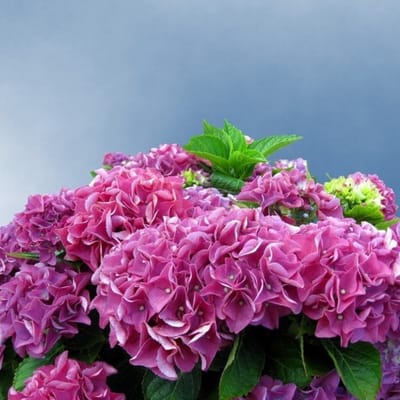 Hortensia (Hydrangea macrophylla) - Bouquet Rose - Vaste planten - Bijen-Vlinders - Snijbloemen - (Ook)-Voor in huis - Zomerbollen