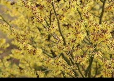 Hamamelis int. 'Arnold Promise' - Toverhazelaar 60- 80 cm in pot