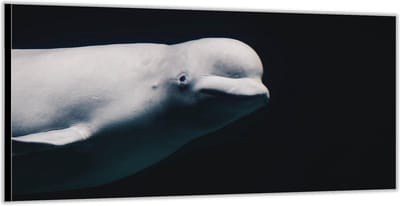 Dibond –Witte Dolfijn in de Zee– 200x100 Foto op Aluminium (Wanddecoratie van metaal)