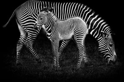 Stripes- Kristal Helder Galerie kwaliteit Plexiglas 5mm. - Blind Aluminium Ophangframe - Fotokunst - Luxe Wanddecoratie - inclusief verzending